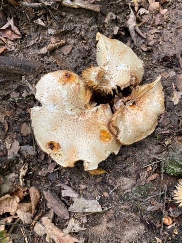 Neolentinus