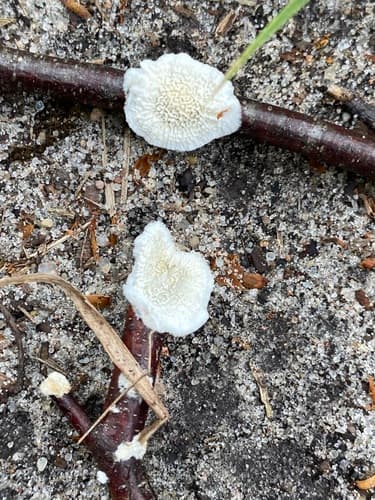 Steccherinum oreophilum