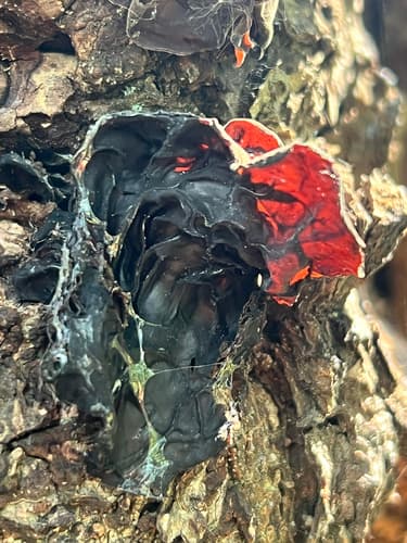 Pieczarniaki