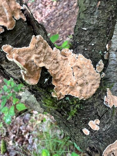 Włókniczek skórkowaty