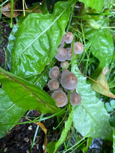 Coprinellus