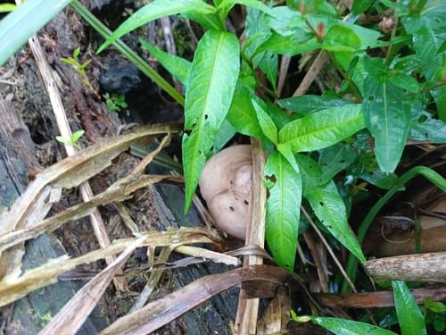 Volvariella volvacea