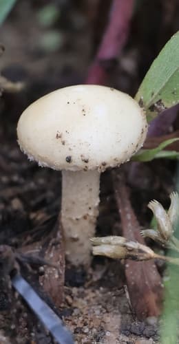 Amidella