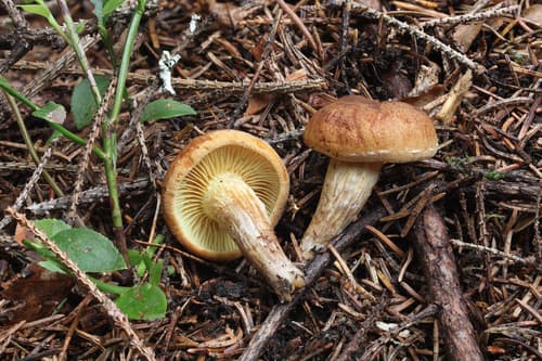 Gymnopilus odini