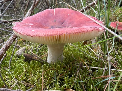 Gołąbek błotny