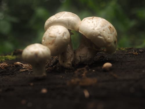 Neolentinus