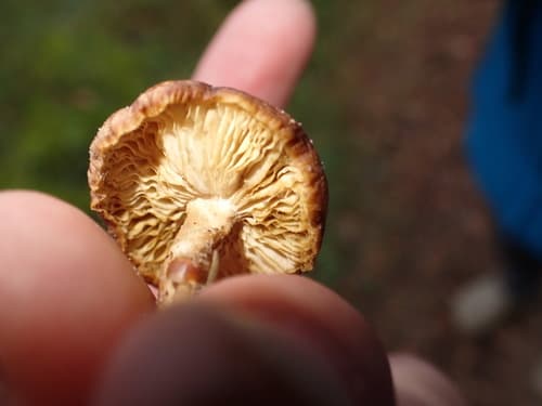 Tricholomopsis flammula