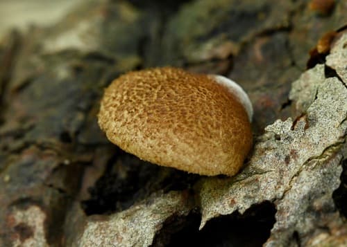 Ciżmówka drobnołuskowa