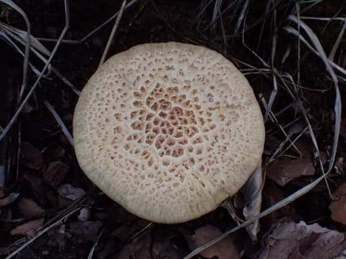 Pieczarniaki