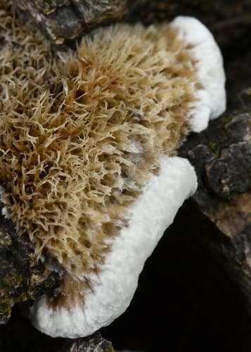 Coriolopsis