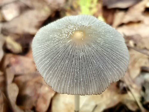 Coprinellus xanthothrix