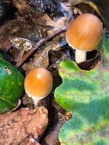 Kruchaweczka zaroślowa