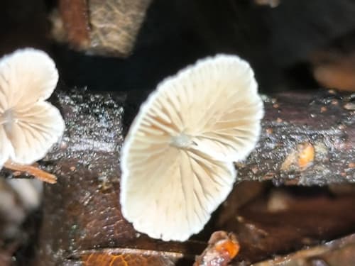 Crepidotus