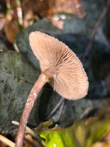 Agaricineae