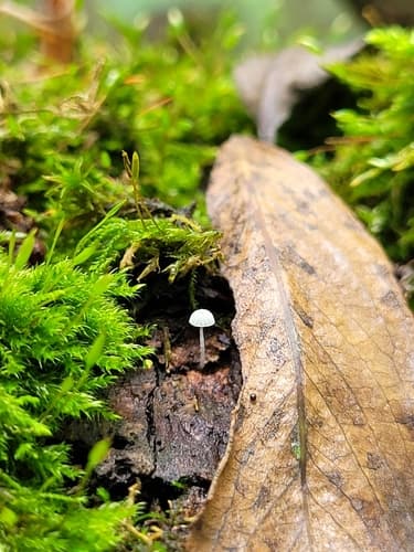 Mycena tenerrima