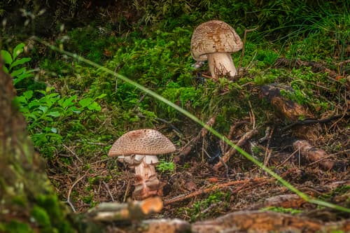 Amanita rubescens