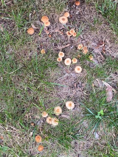 Marasmius