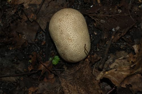 Tęgoskór
