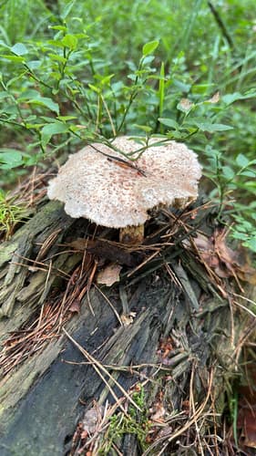Twardoskórzak łuskowaty
