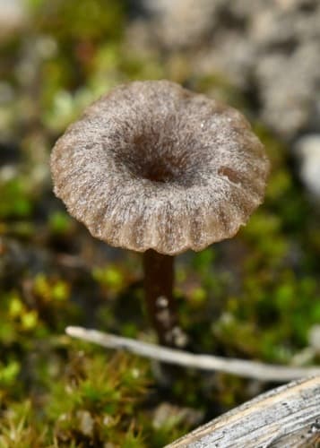 Arrhenia