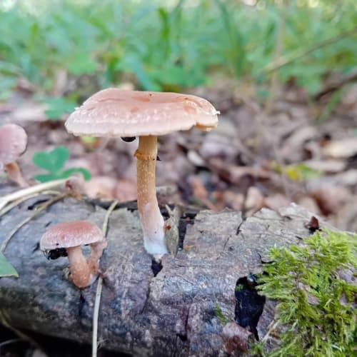 Tubaria
