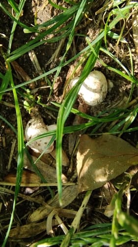 Pieczarka łąkowa