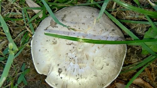 Pieczarka miejska