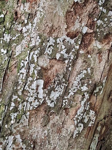 Dendrothele acerina