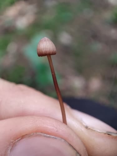grzybówka krwawiąca