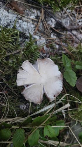 Kruchaweczka