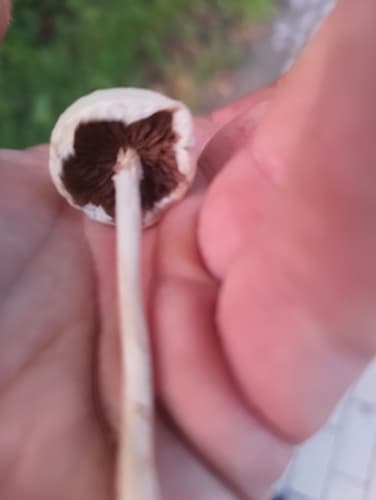 Agrocybe molesta
