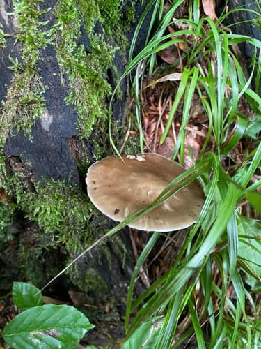 Drobnołuszczak