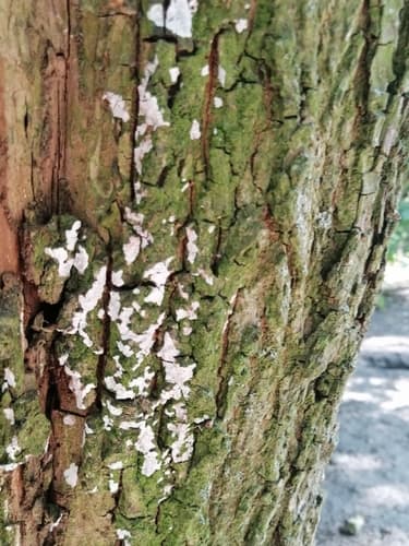 Dendrothele acerina