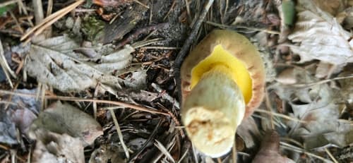 podgrzybek grubosiatkowany