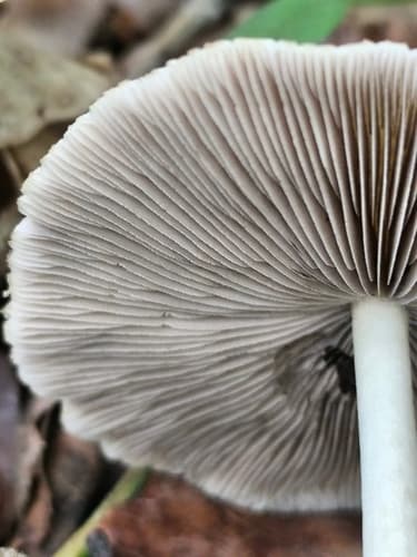 Kruchaweczka zaroślowa