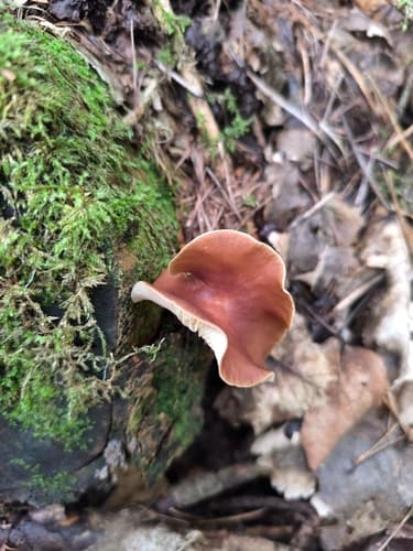 Gymnopus