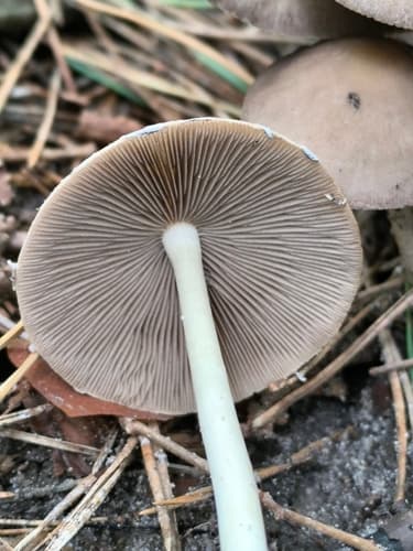 Kruchaweczka zaroślowa