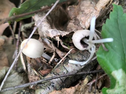 Coprinellus
