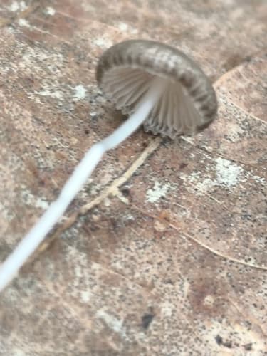 Mycena vitilis
