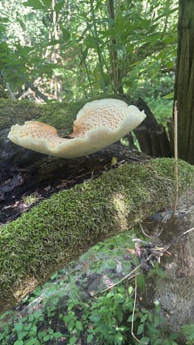 Żagiew Łuskowata