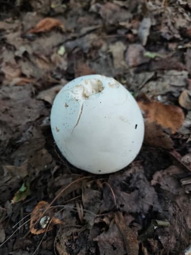 Czasznica olbrzymia