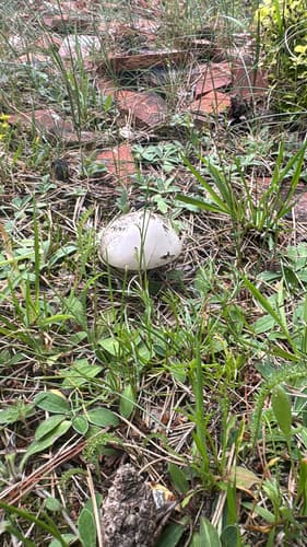 Agaricineae