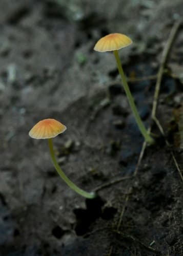 Grzybówka szpilkowa