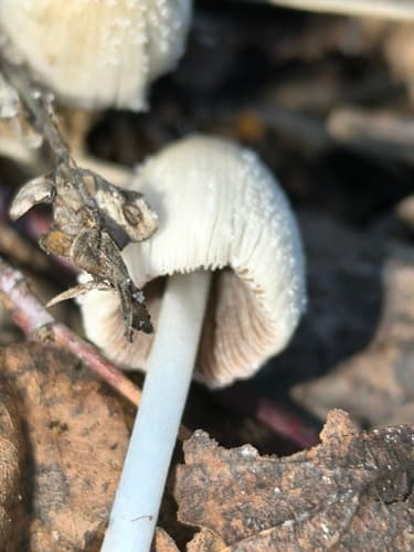 Coprinellus