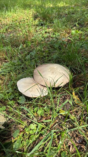 Pieczarka