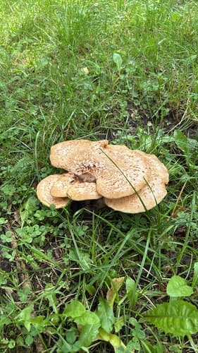 Żagiew Łuskowata