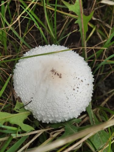 czubajka białotrzonowa