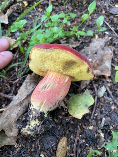 Boletoideae