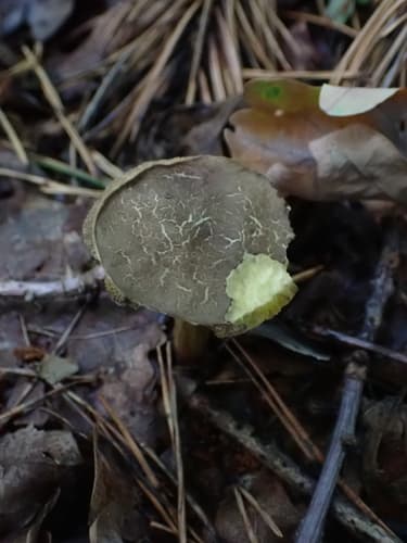 Xerocomellus