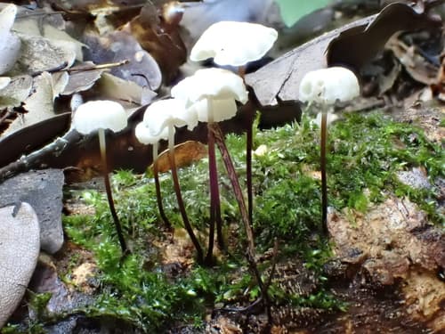 Marasmius